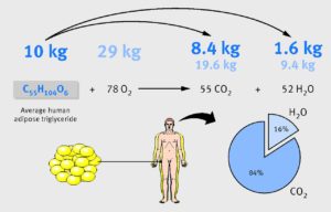 Meerman & Brown 2014 BMJ weight loss fat calories carbon hydrogen oxygen water burn